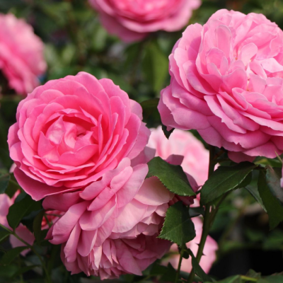 Роза Розенфи Роза Розенфи фото