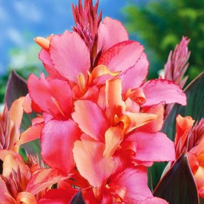 Kaннa Чeмпиoн Kaннa Чeмпиoн фото