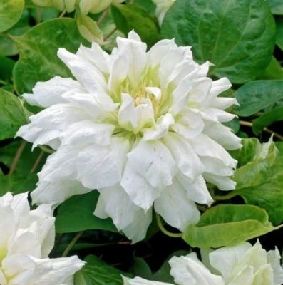 Клематис Дачес Эйденбург, С2 Клематис Дачес Эйденбург, С2 фото