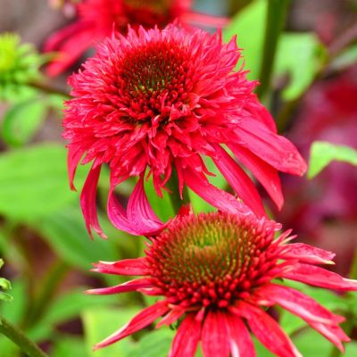 Эхинацея Дабл Скуп Распберри - Dolina-Sad.Ru