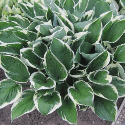 Хоста Индепенденс , x Хоста Индепенденс , x фото