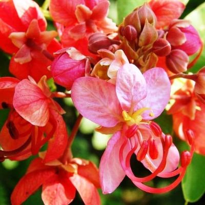 Кассия Феникс, яванская Кассия Феникс, яванская фото