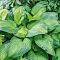 Хоста Гуакамоле Хоста Гуакамоле - Dolina-Sad.Ru