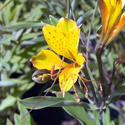 Альстромерия Глори оф зе Андес Альстромерия Глори оф зе Андес - Dolina-Sad.Ru