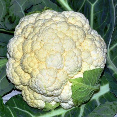 Капуста цветная Опаал (Голландия) Капуста цветная Опаал (Голландия) фото