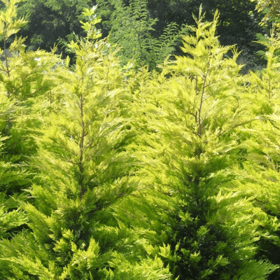 Купрессоципарис Лейланда Роббинс Голд Купрессоципарис Лейланда Роббинс Голд фото