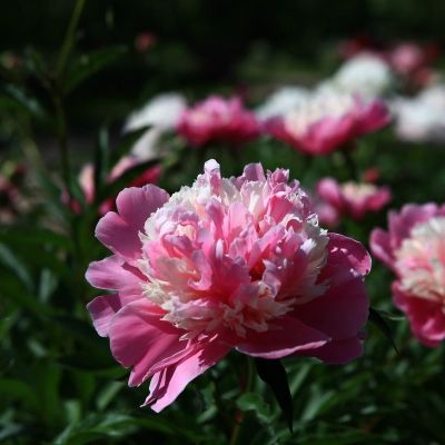 Пион Лондон Пион Лондон - Dolina-Sad.Ru