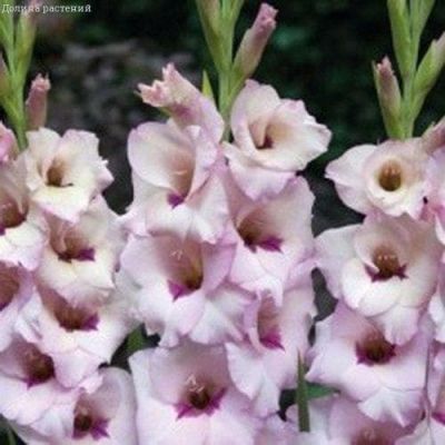 Гладиолус Венеция (10 шт) Гладиолус Венеция (10 шт) фото