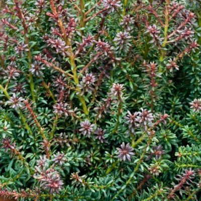 Подокарп Рэд Тип Подокарп Рэд Тип фото