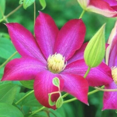 Клематис Какио Пинк Шампань Клематис Какио Пинк Шампань фото