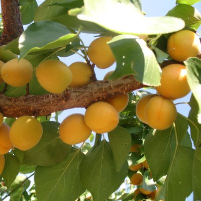 Абрикос Ананасный Цюрупинский Абрикос Ананасный Цюрупинский - Dolina-Sad.Ru