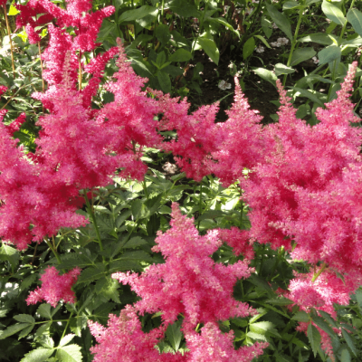 Астильба Арендса Анита Пфейфер , C2 Астильба Арендса Анита Пфейфер , C2 фото