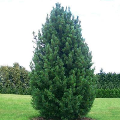 Сосна Кедровая (кедр) фото