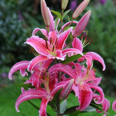 Лилия Меро Стар Лилия Меро Стар фото