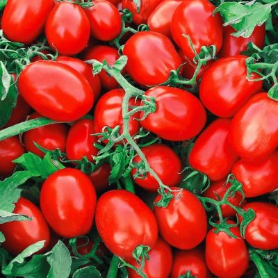 Томат Ирэн F1 (А) Томат Ирэн F1 (А) фото