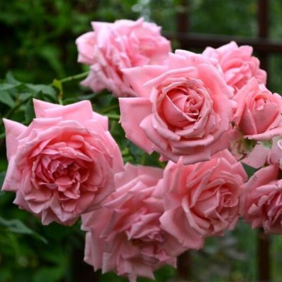 Роза Корал Даун Роза Корал Даун - Dolina-Sad.Ru