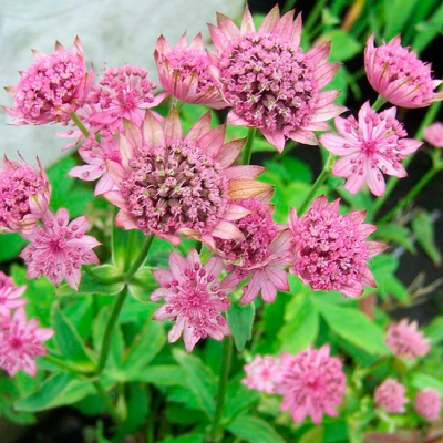 Астранция крупная Астранция крупная фото