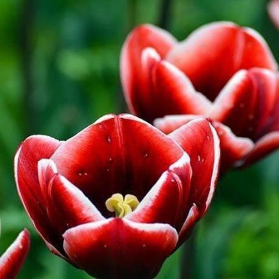 Тюльпан Армани Тюльпан Армани фото