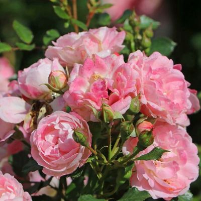 Роза Флирт фото