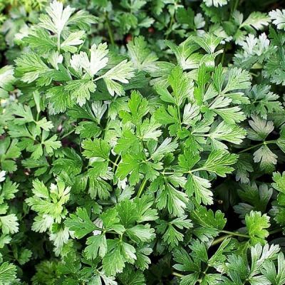 Петрушка листовая Обыкновенная Петрушка листовая Обыкновенная фото