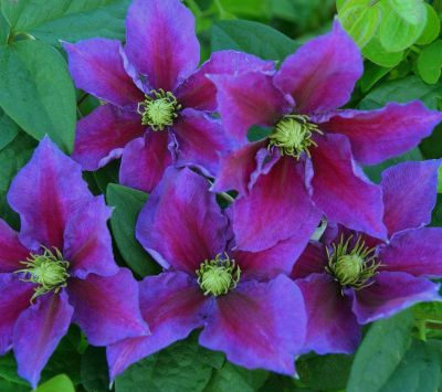 Клематис Уайлдфайер Клематис Уайлдфайер фото