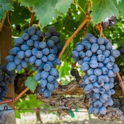 Виноград Сверхранний Рубцовой Виноград Сверхранний Рубцовой фото