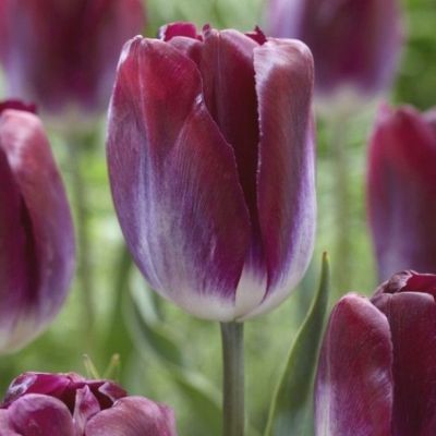 Тюльпан Канзас Прауд Тюльпан Канзас Прауд - Dolina-Sad.Ru