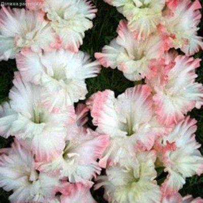 Гладиолус Криспи фриззл Гладиолус Криспи фриззл фото