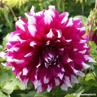 Георгина Ярра Фолс (Гиганты) Георгина Ярра Фолс (Гиганты) фото