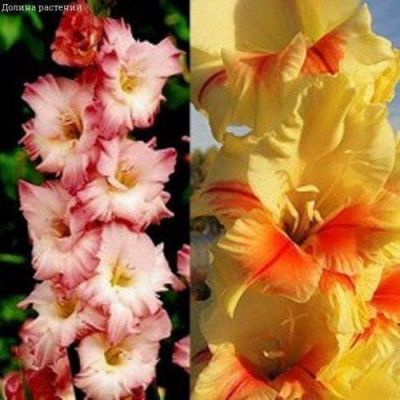 Гладиолус Дольчевита+Джестер Гладиолус Дольчевита+Джестер фото
