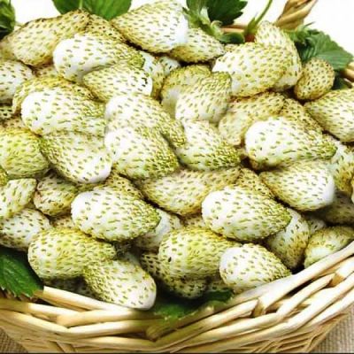 Земляника Белая Душа Земляника Белая Душа фото