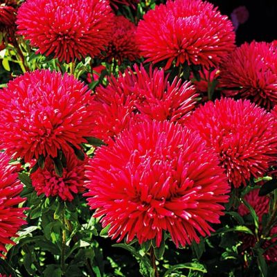 Астра Гигантские лучи Красная Астра Гигантские лучи Красная фото