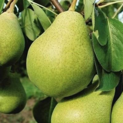 Груша Бессемянка Груша Бессемянка - Dolina-Sad.Ru