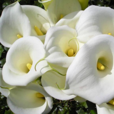 Калла Кристал Бьюти Калла Кристал Бьюти фото