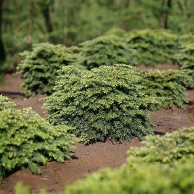 Тсуга канадская Литл Ниндзя - Dolina-Sad.Ru