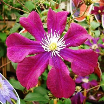 Клематис Варшавска Никэ Клематис Варшавска Никэ фото