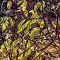 Дерен белый Ауреа, С2 Дерен белый Ауреа, С2 - Dolina-Sad.Ru