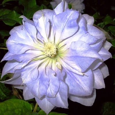 Клематис Даймонд Болл Клематис Даймонд Болл фото