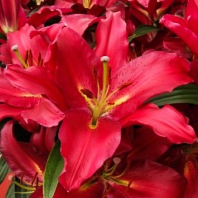 Лилия Гранд Туризмо фото