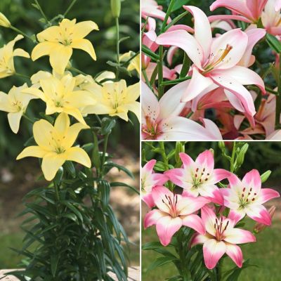 Микс лилий Ванильные Облака Микс лилий Ванильные Облака - Dolina-Sad.Ru