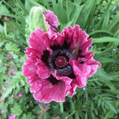 Папавер Манхэттен - Dolina-Sad.Ru