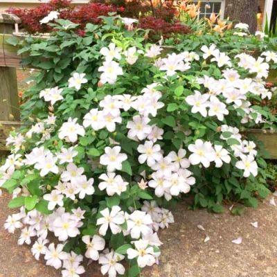 Клематис Хулдайн Клематис Хулдайн - Dolina-Sad.Ru