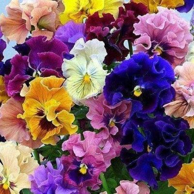 Анютины Глазки Рококо Микс Анютины Глазки Рококо Микс фото