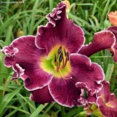 Лилейник Экселент Лилейник Экселент фото