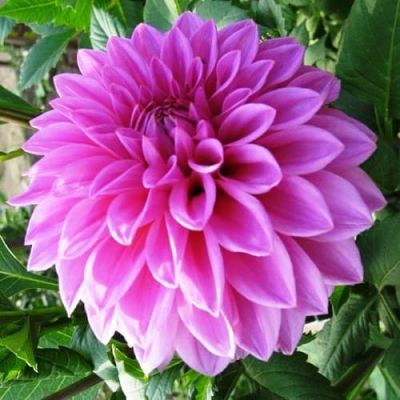 Георгина Артур Хамблей (Гиганты) Георгина Артур Хамблей (Гиганты) фото