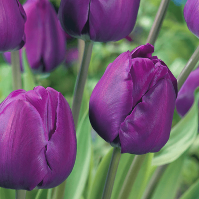 Тюльпан Краун оф Негрита Тюльпан Краун оф Негрита фото