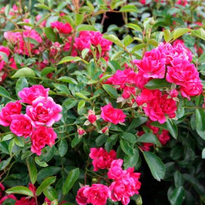 Роза Рот Зе Фейри Роза Рот Зе Фейри - Dolina-Sad.Ru