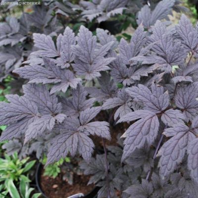 Воронец простой Пинк Спайк Воронец простой Пинк Спайк - Dolina-Sad.Ru