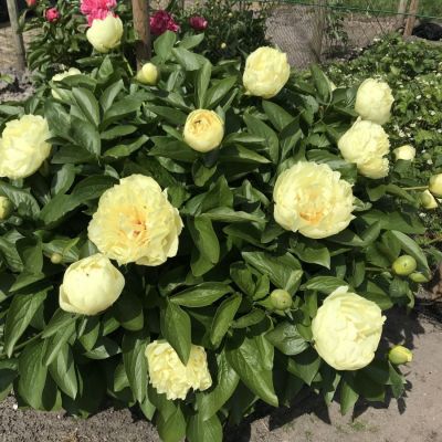 Пион Лемон Шиффон Пион Лемон Шиффон - Dolina-Sad.Ru