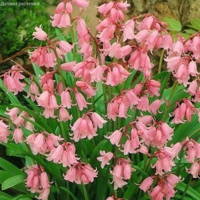 Сцилла испанская Роза Сцилла испанская Роза фото